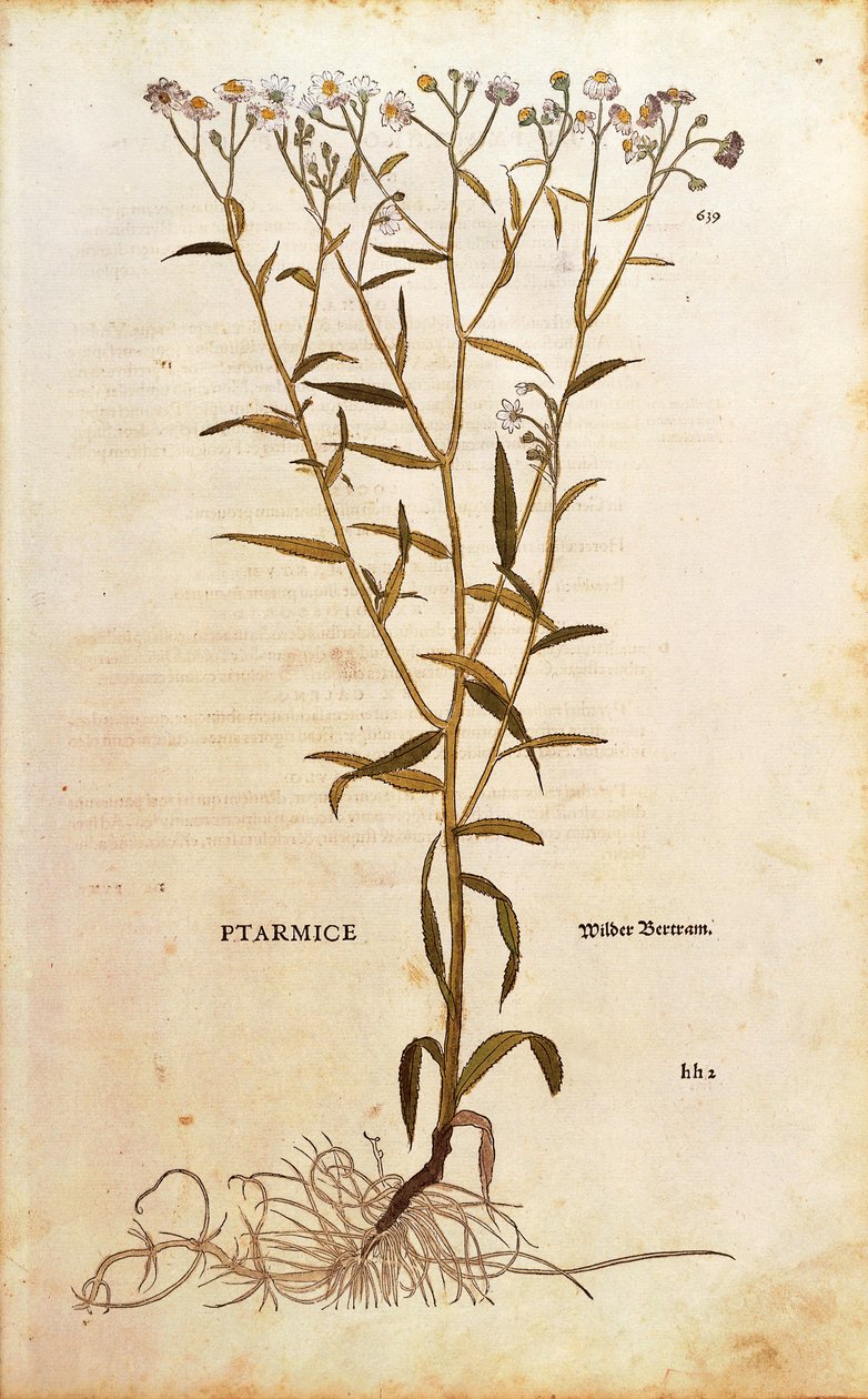 Sneezewort - Achillea ptarmica door Leonhart Fuchs uit De historia stirpium commentarii insignes, gekleurde gravure door Leonhard Fuchs