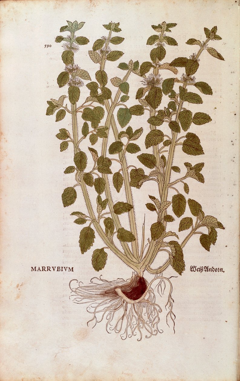 Witte malrove (Marrubium vulgare) door Leonhart Fuchs uit De historia stirpium commentarii insignes (Opmerkelijke commentaren op de geschiedenis van planten) door Leonhard Fuchs