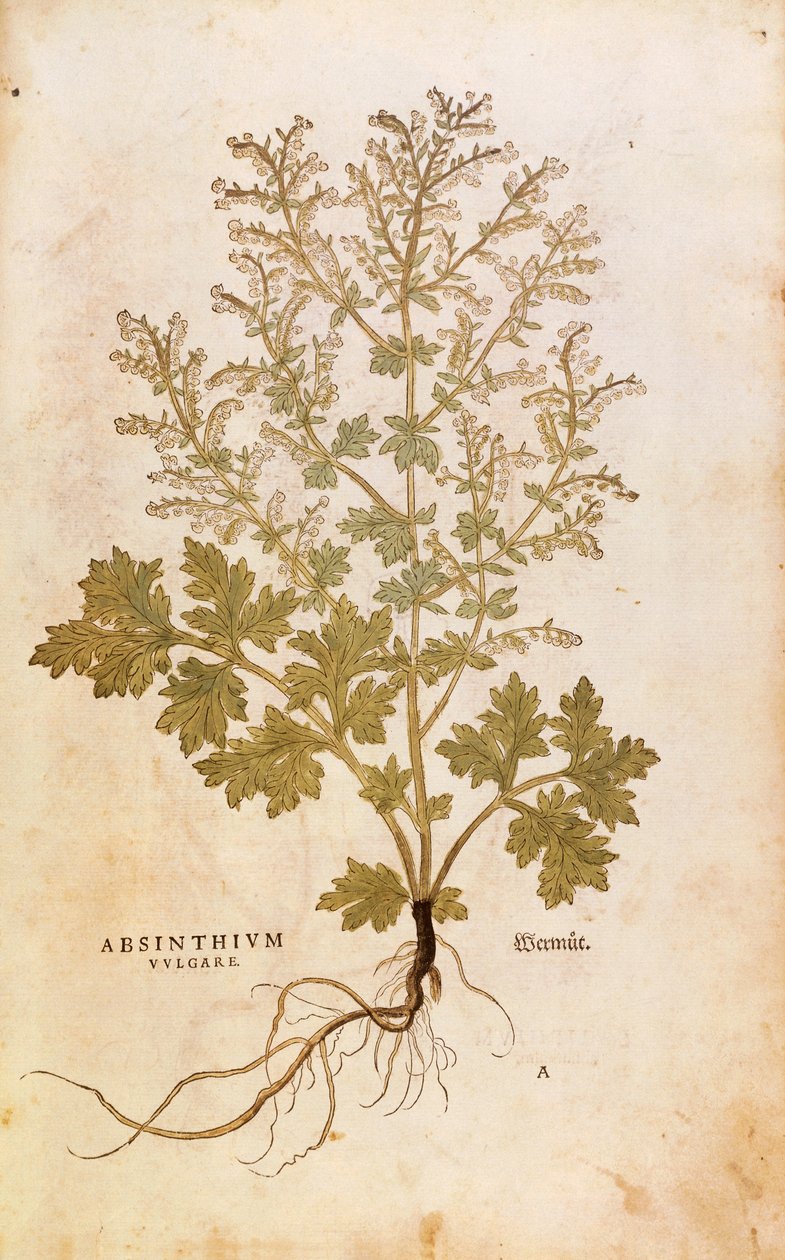 Alsem - Artemisia absinthium door Leonhart Fuchs uit De historia stirpium commentarii insignes, gekleurde gravure door Leonhard Fuchs