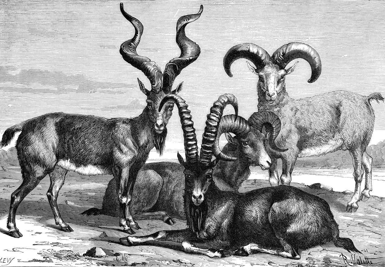 Bergschapen en steenbokken, ca. 1890 door Levy
