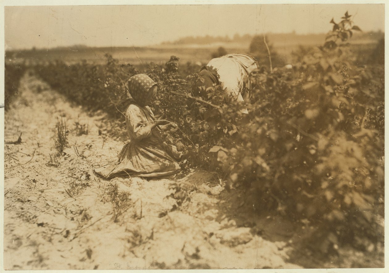 Een zesjarig Pools meisje dat de hele dag bessen plukt met haar familie (Scholtz) bij Rock Creek nabij Baltimore, Maryland, 1909 door Lewis Wickes Hine