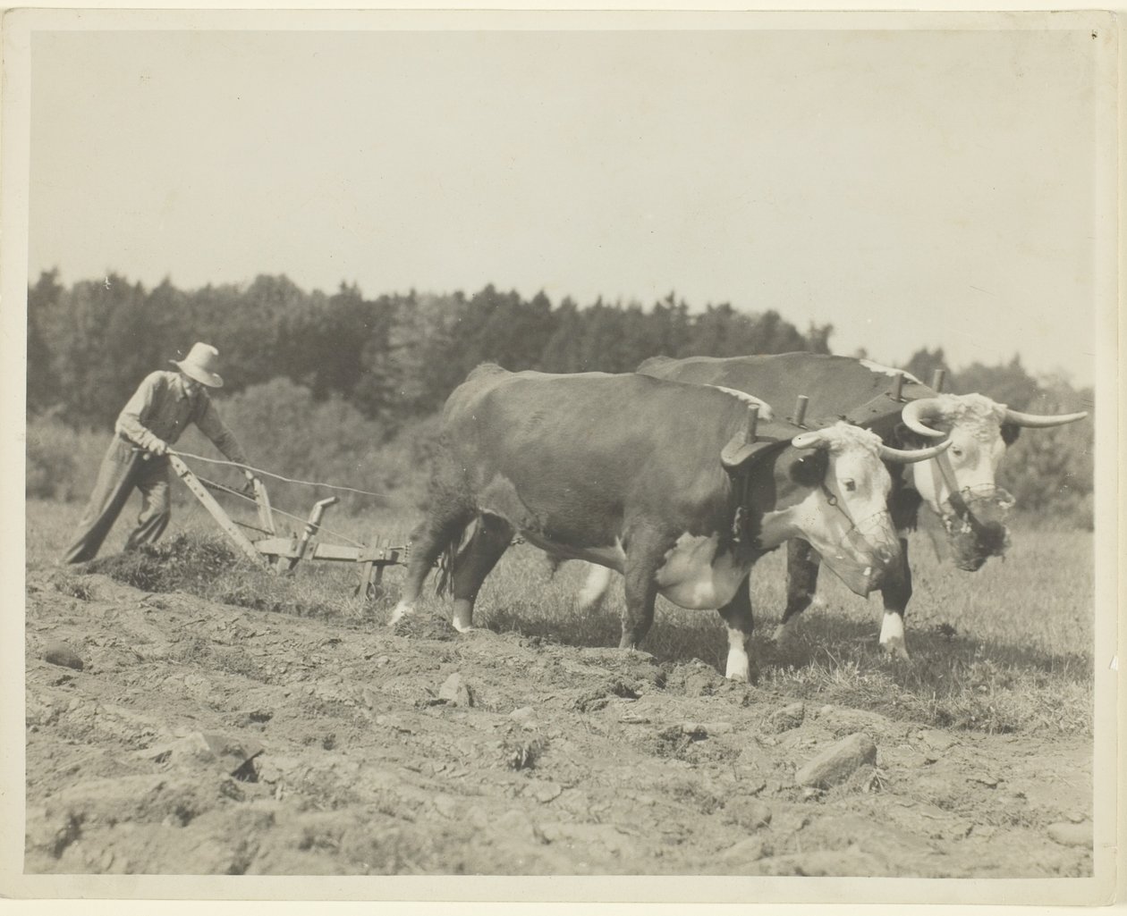 Landelijke scène in Centraal Maine, veel ossen worden nog gebruikt door Lewis Wickes Hine