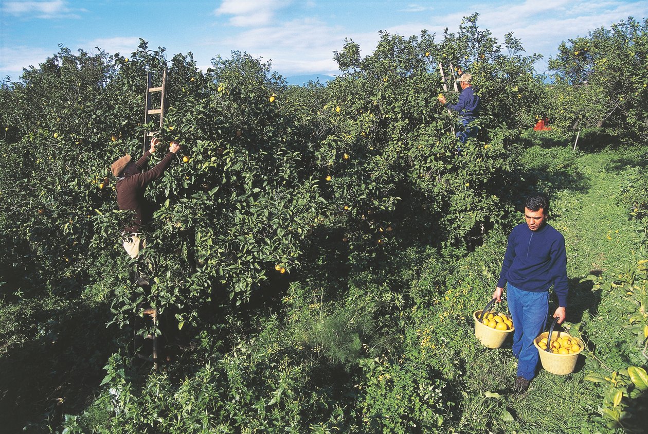 Bergamot oogsten, Calabrië, Italië (foto) door Unbekannt Unbekannt