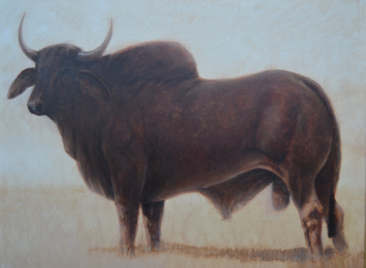 Brahmaan Stier door Lincoln Seligman