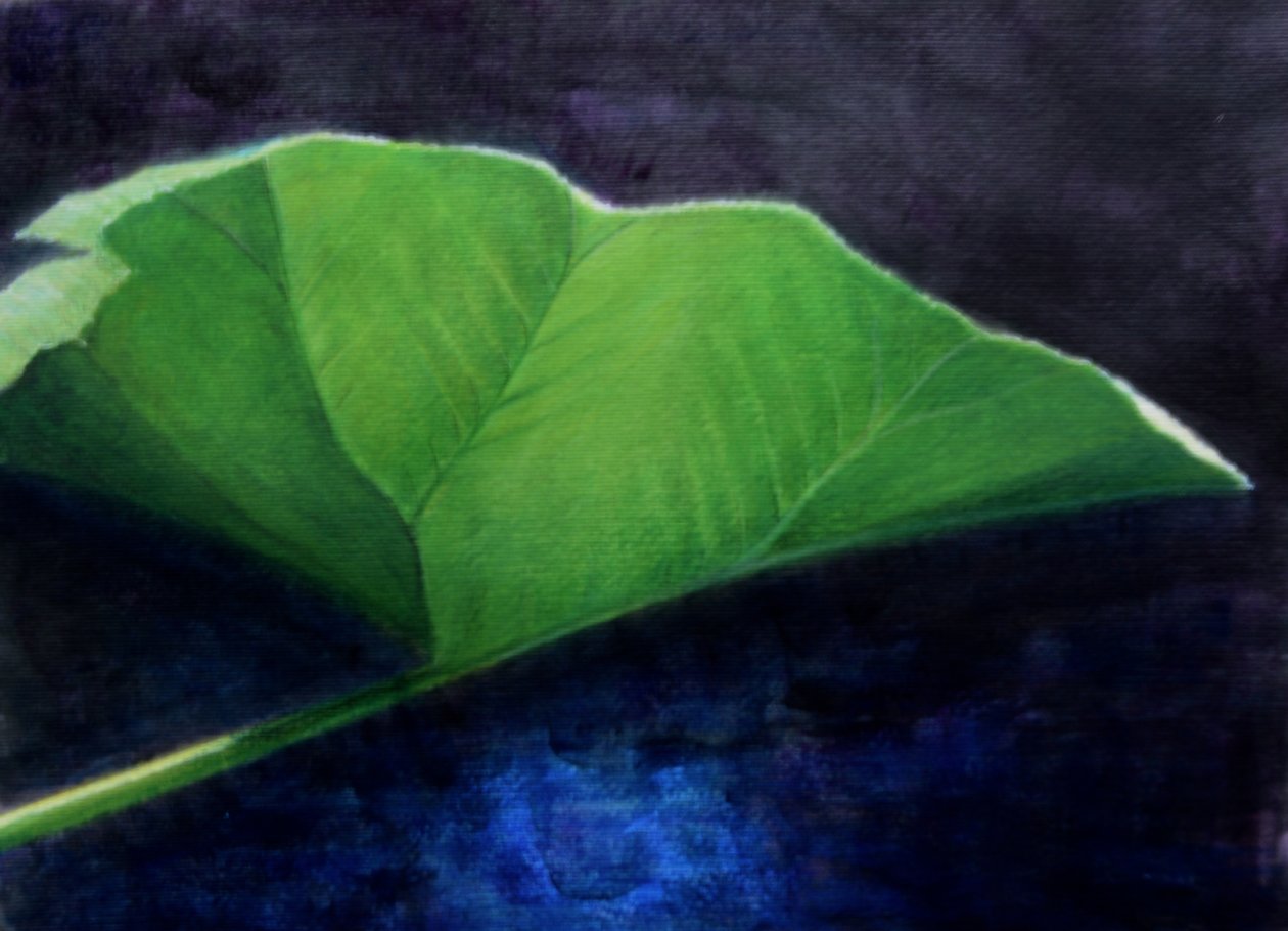 Gunnera-blad door Lincoln Seligman