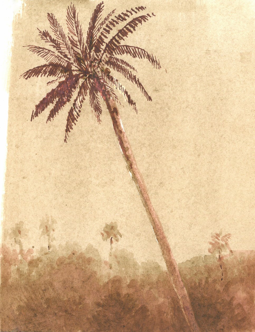Palmboom, 2015 door Lincoln Seligman