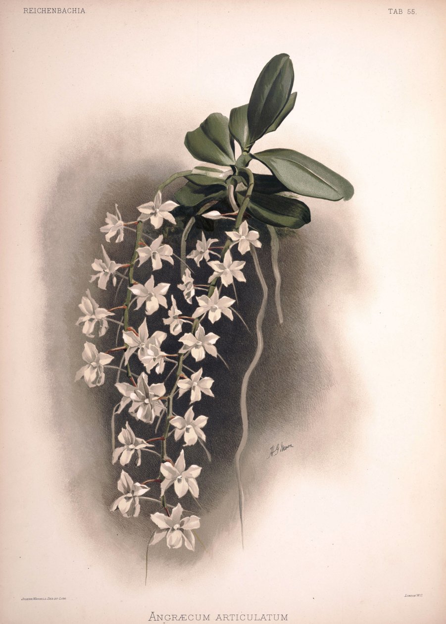 Aerangis articulata, syn.: Angraecum articulatum door London H. Sotheran and Co.