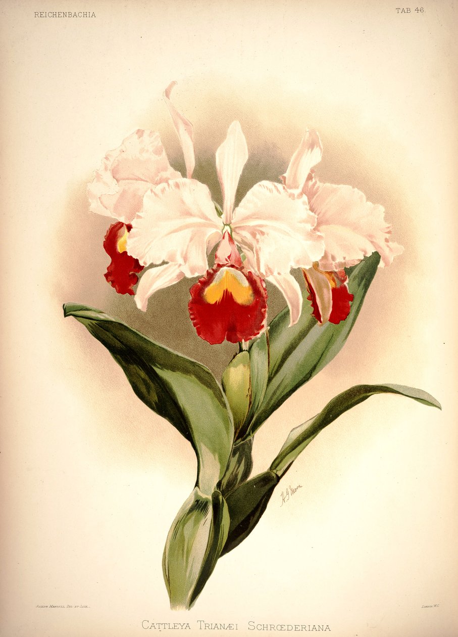 Cattleya trianae door London H. Sotheran and Co.