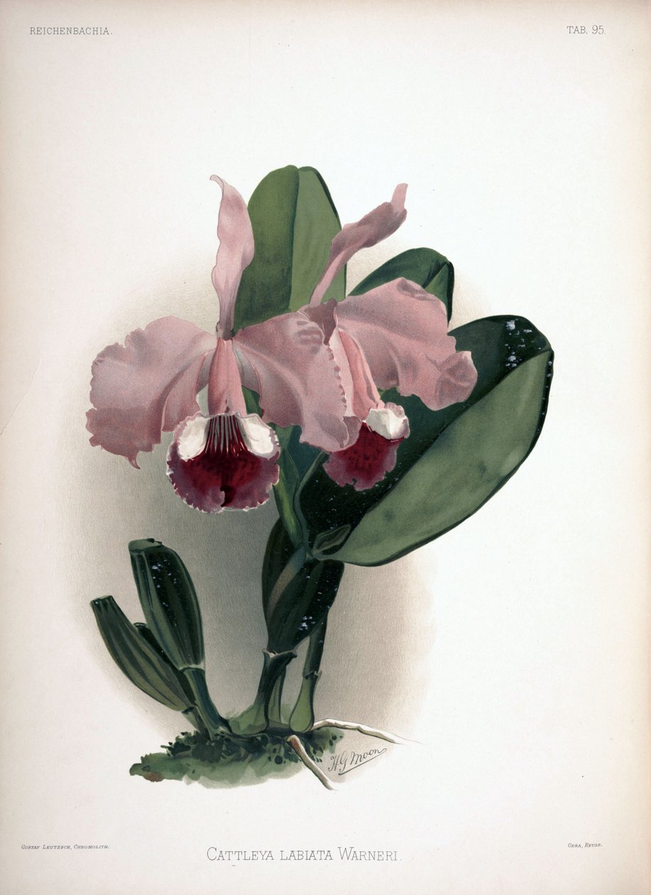 Cattleya warneri als syn.: Cattleya labiata var. warneri door London H. Sotheran and Co.
