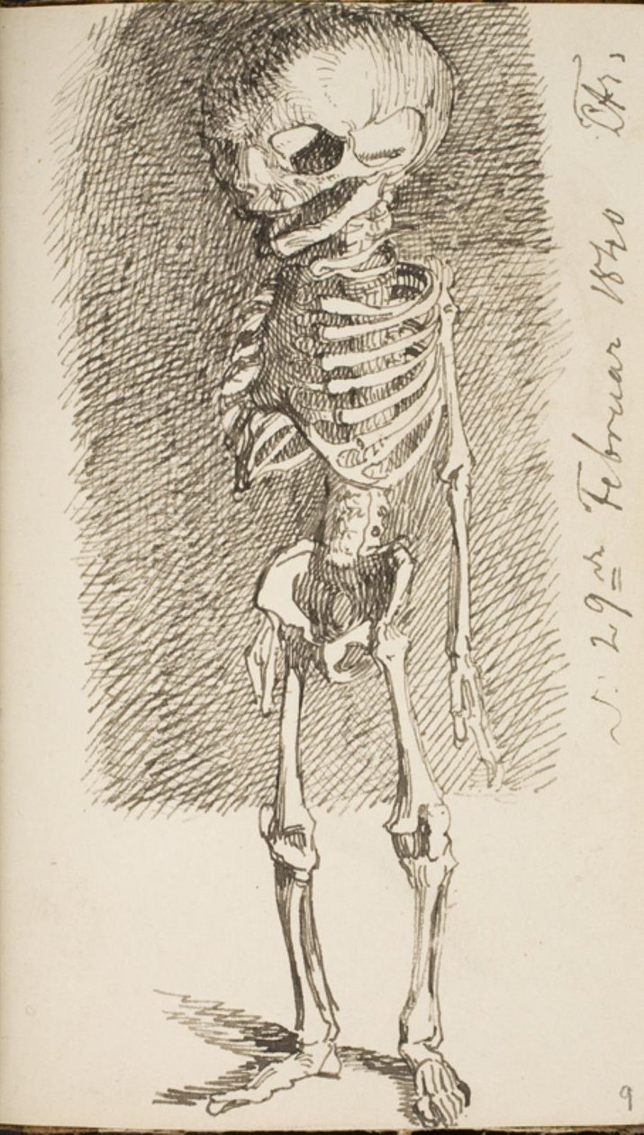 Schets van een staand skelet door Lorenz Frølich