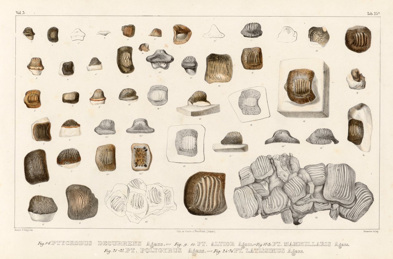Tafel 25b van Volume 3 (Recherches sur les poissons fossiles) toont tand van verschillende soorten van het geslacht Ptychodus door Louis Agassiz