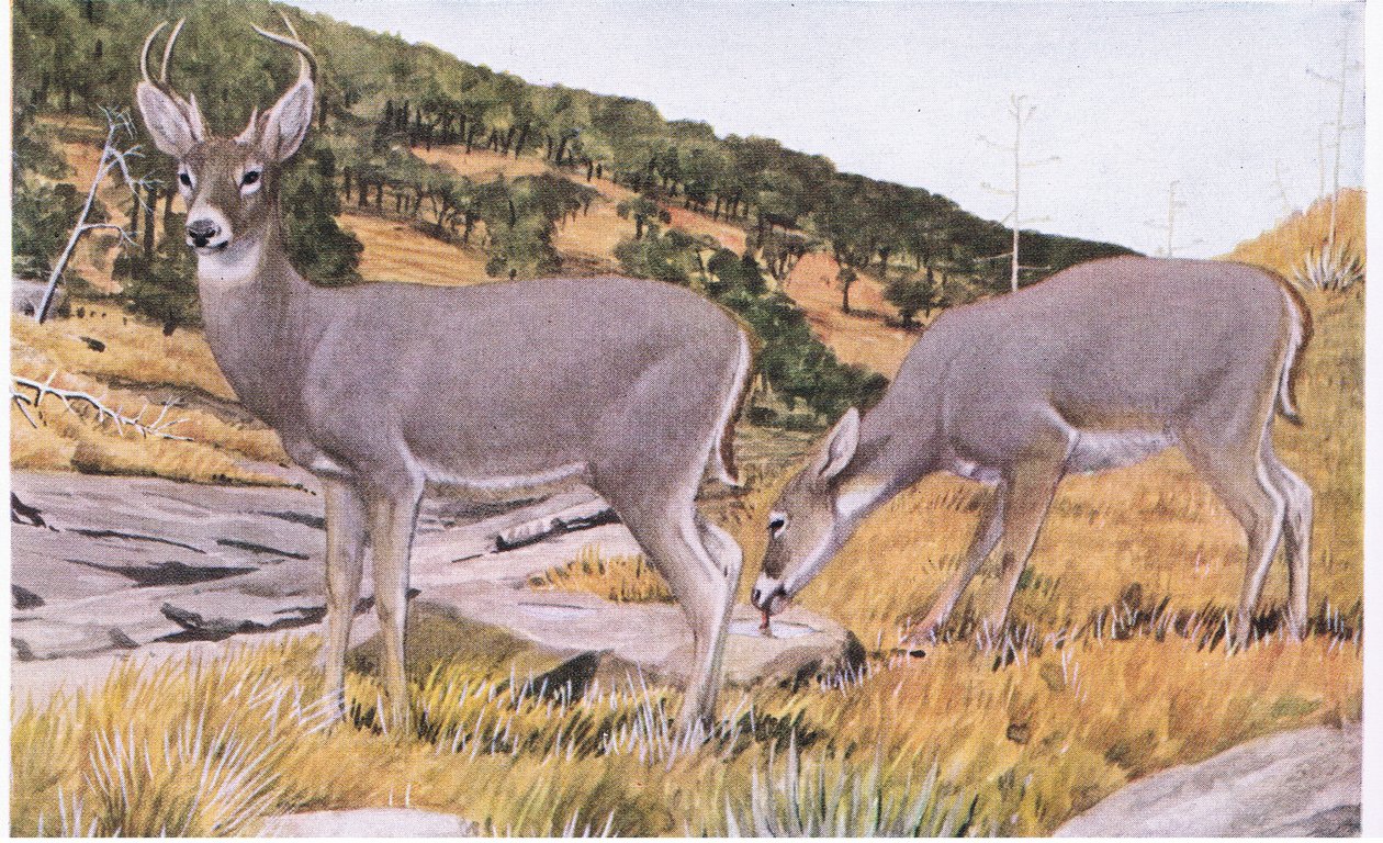 Arizona Whitetail klein en ongrijpbaar met een roestbruine vacht in de zomer door Louis Agassiz Fuertes