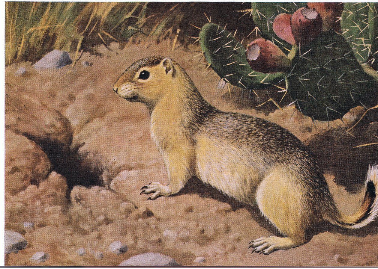 Oostelijke Chipmunk, een Dwangmatige Verzamelaar wiens Veelvoudige Kasten Nooit Leeg Zijn door Louis Agassiz Fuertes