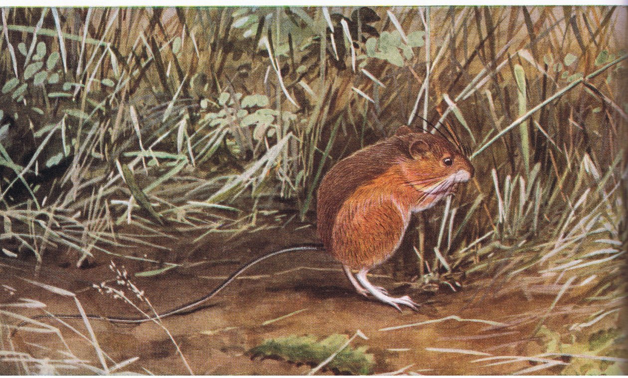Weide springmuis, kleine muis maar kan acht voet ver springen door Louis Agassiz Fuertes