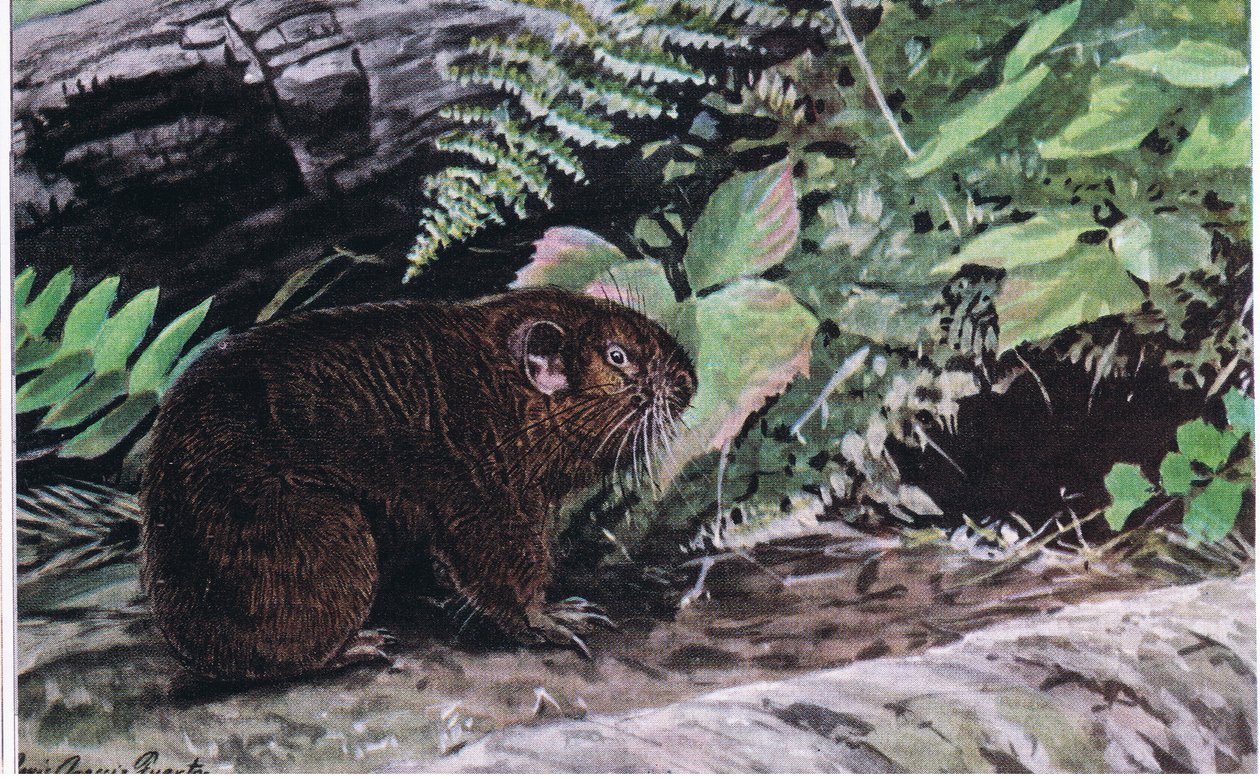 Bergbever, hun lange snorharen leiden hen door donkere tunnels door Louis Agassiz Fuertes
