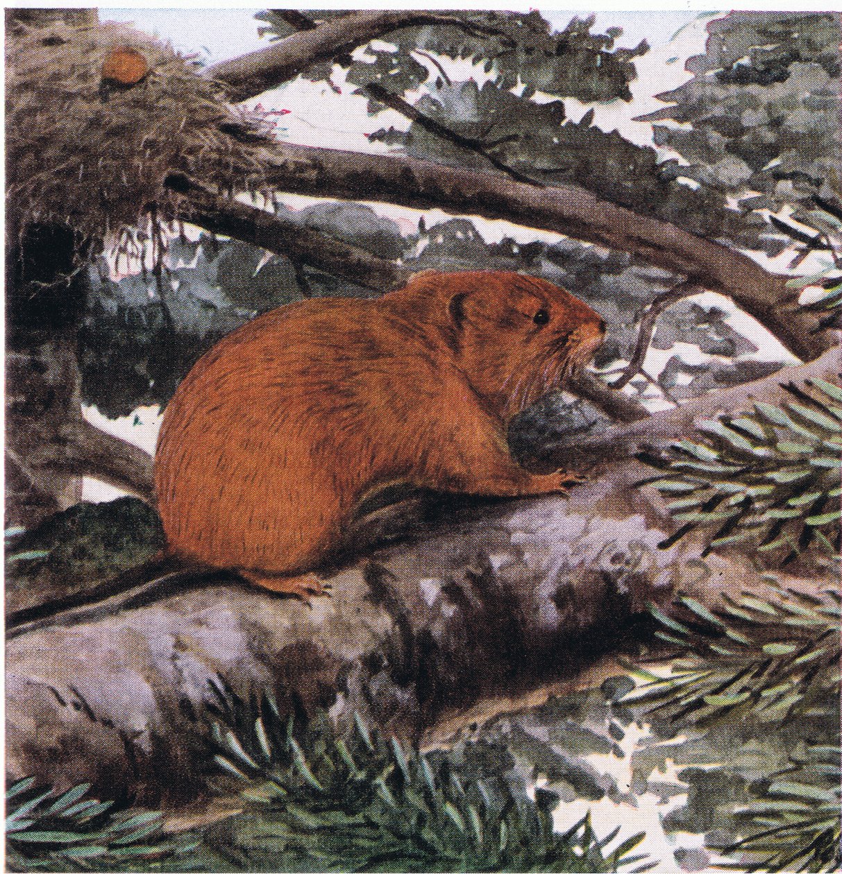 Rode Boom Muis, leeft in de toppen van de Pacific Coast bossen door Louis Agassiz Fuertes