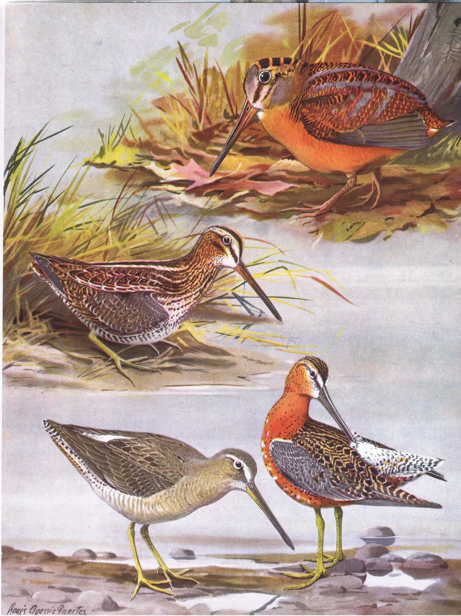 Wilsons Snip, Oostelijke Dowitcher, Amerikaanse Houtsnip door Louis Agassiz Fuertes