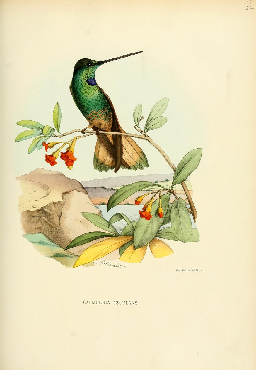 Calligenia osculans = Coeligena violifer osculans door Louis Victor Bevalet