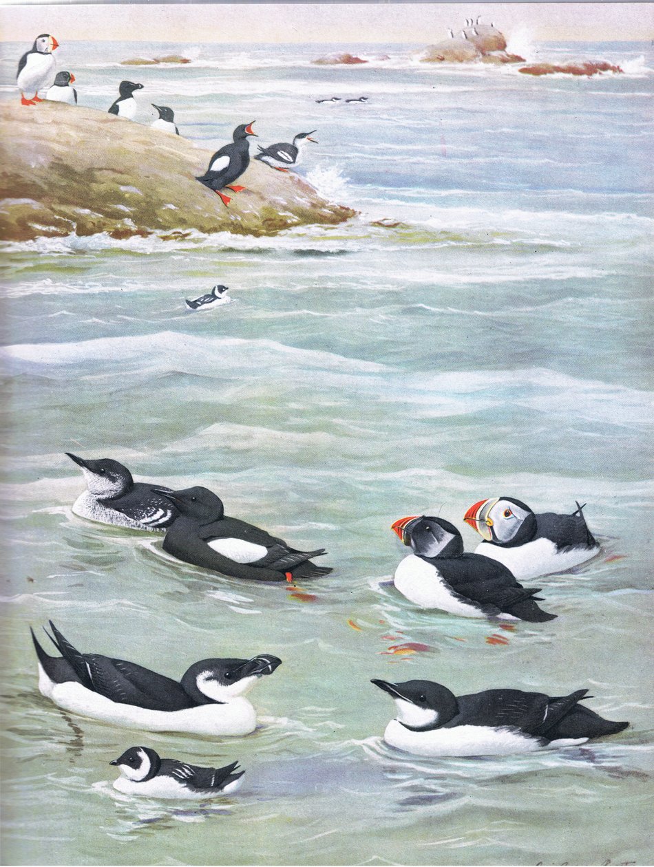 Illustratie uit The Natural History of American Birds of Eastern and Central North America, uitgegeven door Bramhall House c.1970 door Louis Agassiz Fuertes