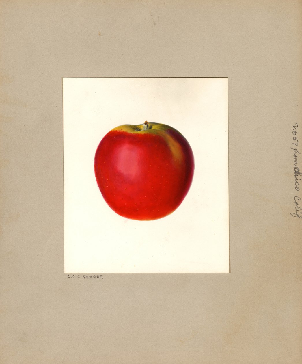 Appel (Malus domestica: nr. 57) (aquarel) door Louis Charles Christopher Krieger