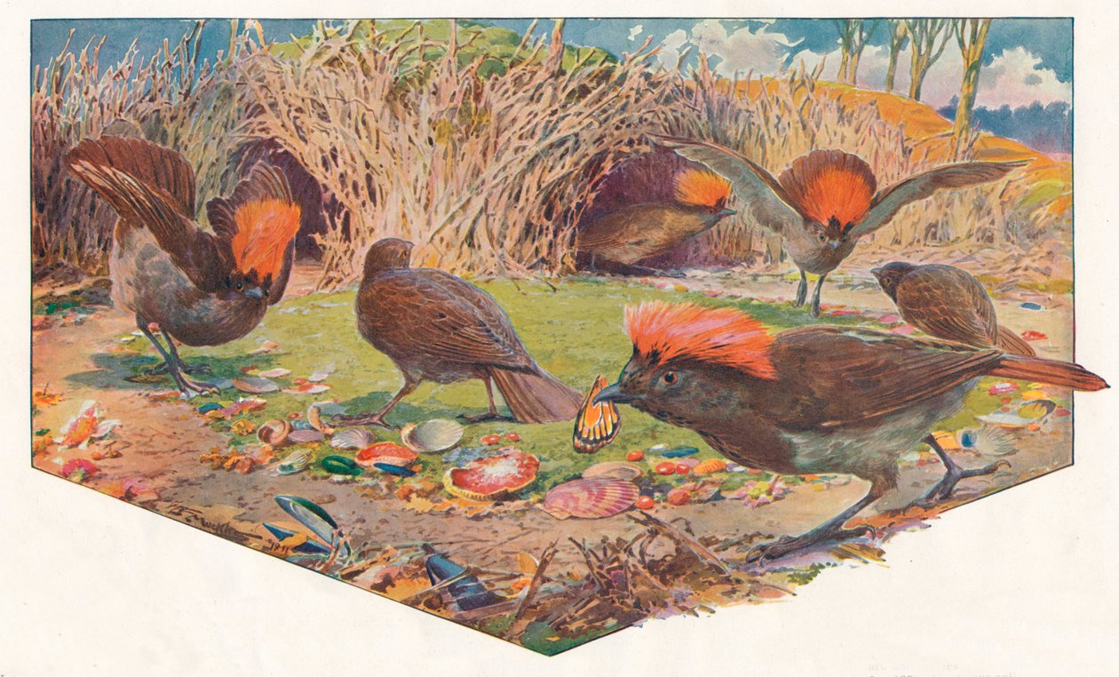 Tuinman Bower Birds door Louis Fairfax Muckley