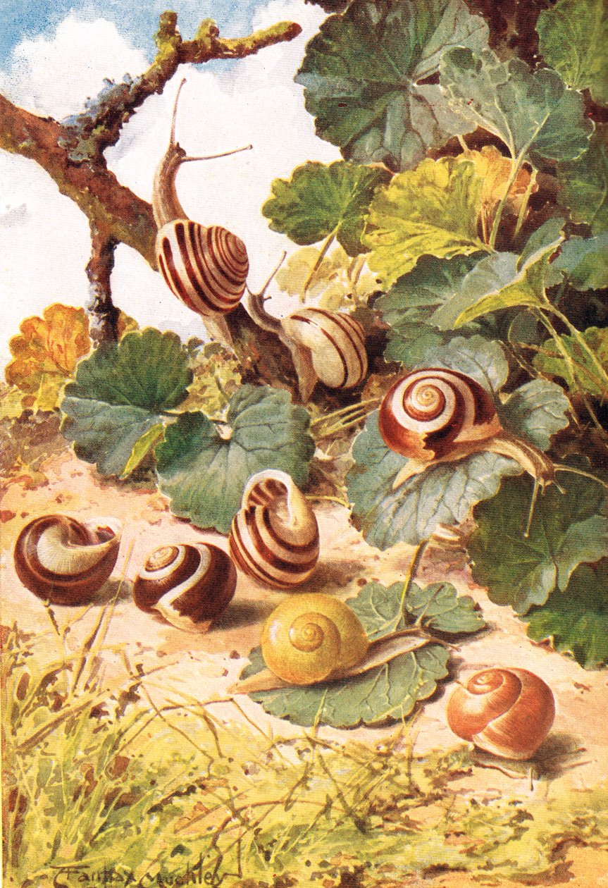 Landslakken, illustratie uit 