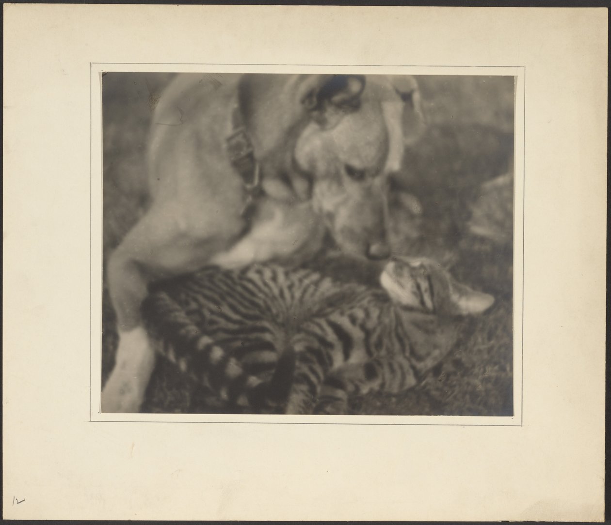 [Kat en hond] door Louis Fleckenstein