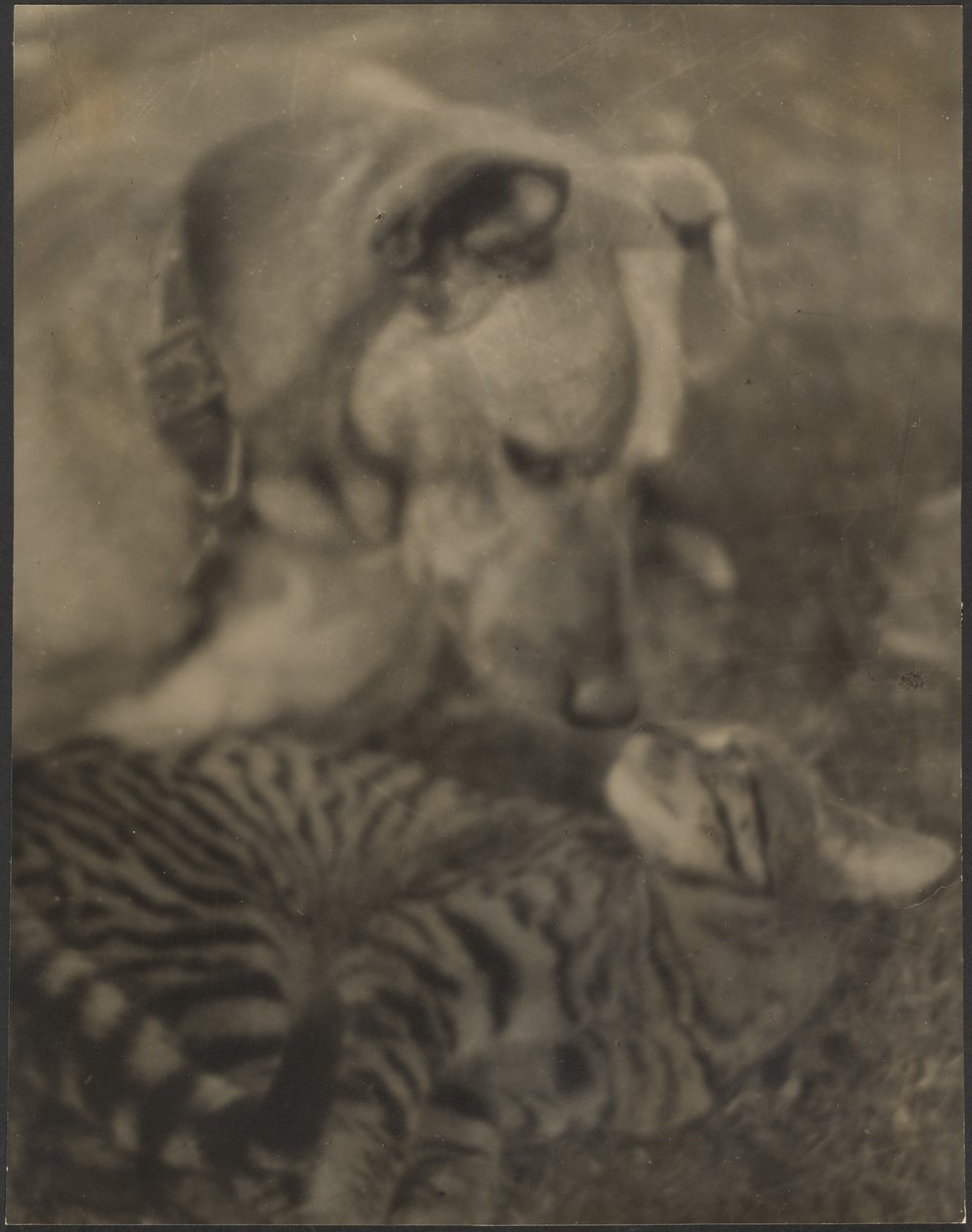 [Kat en hond] door Louis Fleckenstein