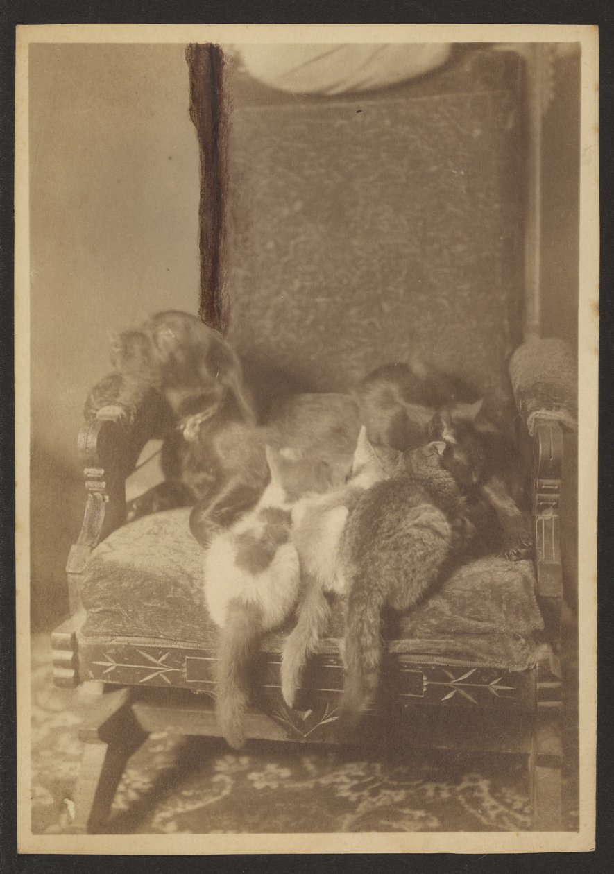 [Knuffelende Katten en Hond]. door Louis Fleckenstein