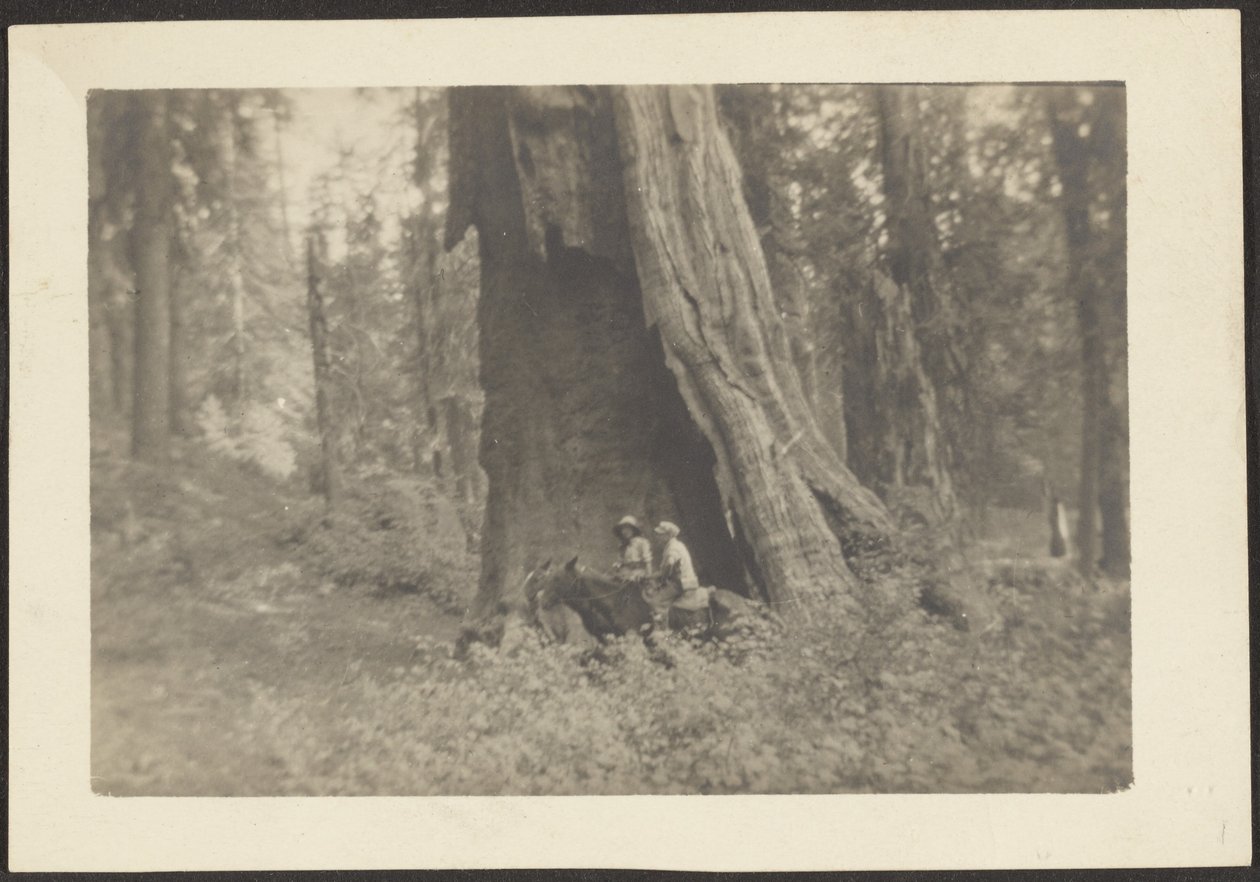 [Figuren te paard in holte van enorme boom]. door Louis Fleckenstein