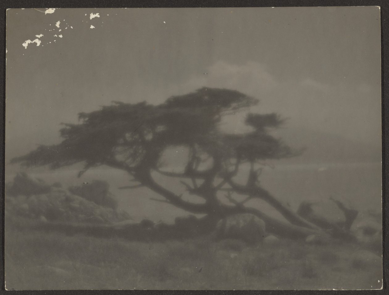 [Landschap met cipres]. door Louis Fleckenstein
