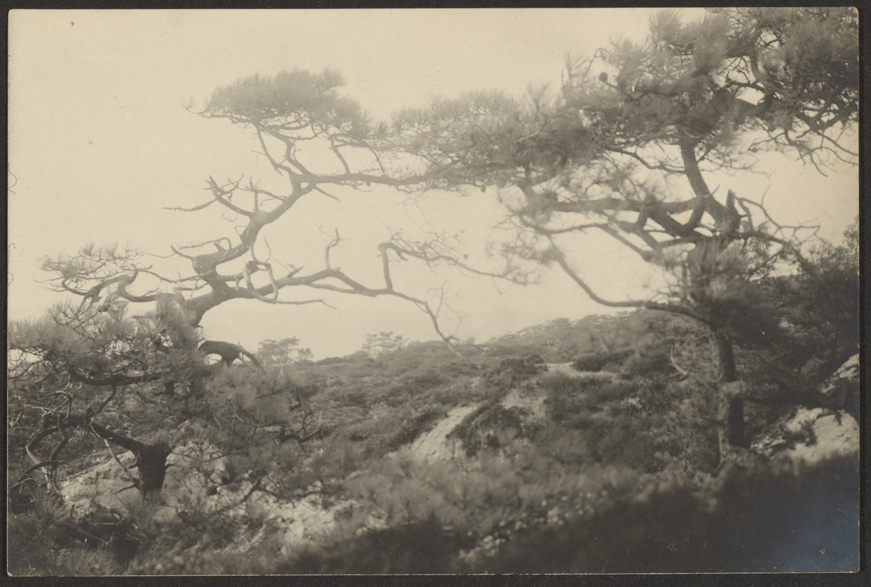 Landschap met knoestige bomen door Louis Fleckenstein
