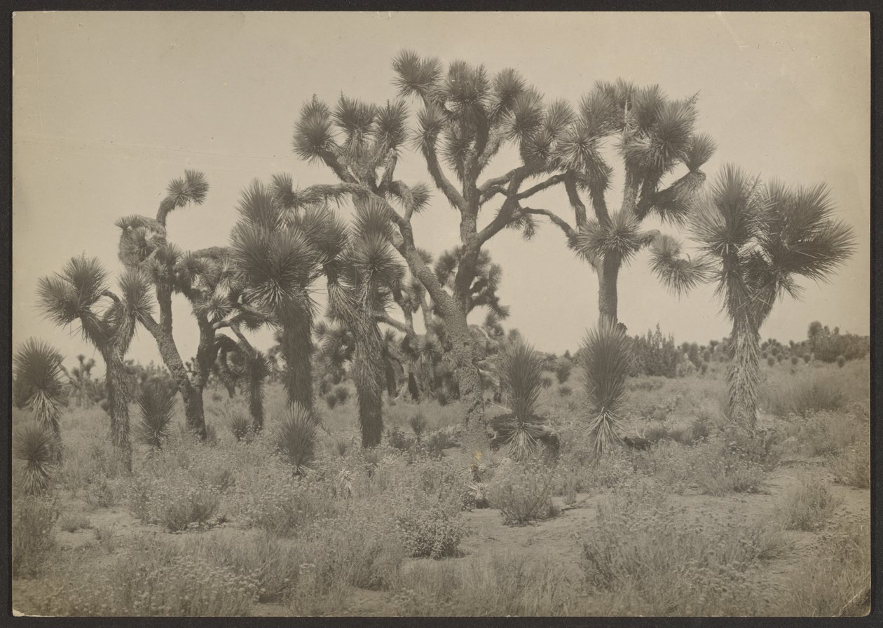 [Landschap met Joshua bomen]. door Louis Fleckenstein