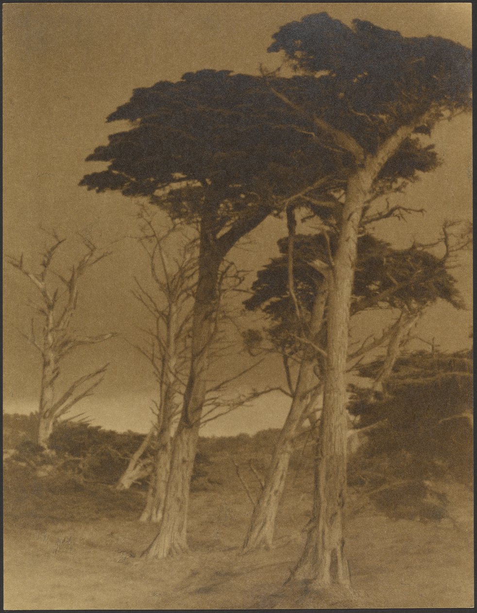 [Landschap met bomen] door Louis Fleckenstein