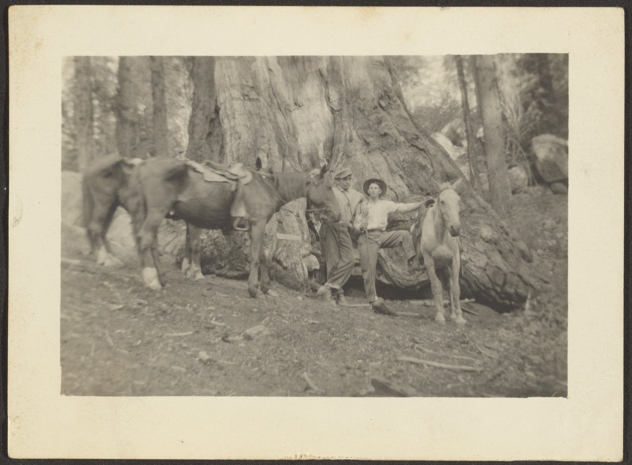 [Mannen en pakpaarden in bosontginning]. door Louis Fleckenstein