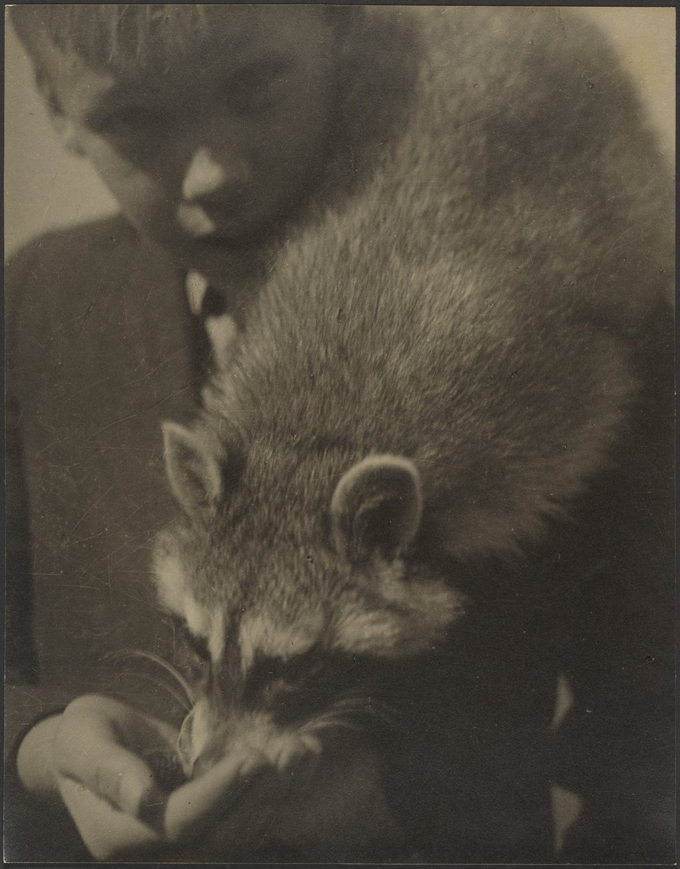 [Portret van een jongen die een wasbeer te eten geeft] door Louis Fleckenstein