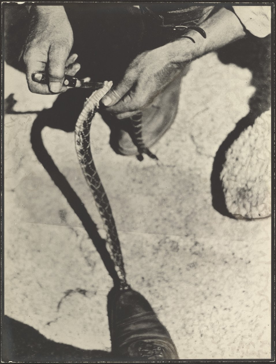 Een ratelslang villen door Louis Fleckenstein