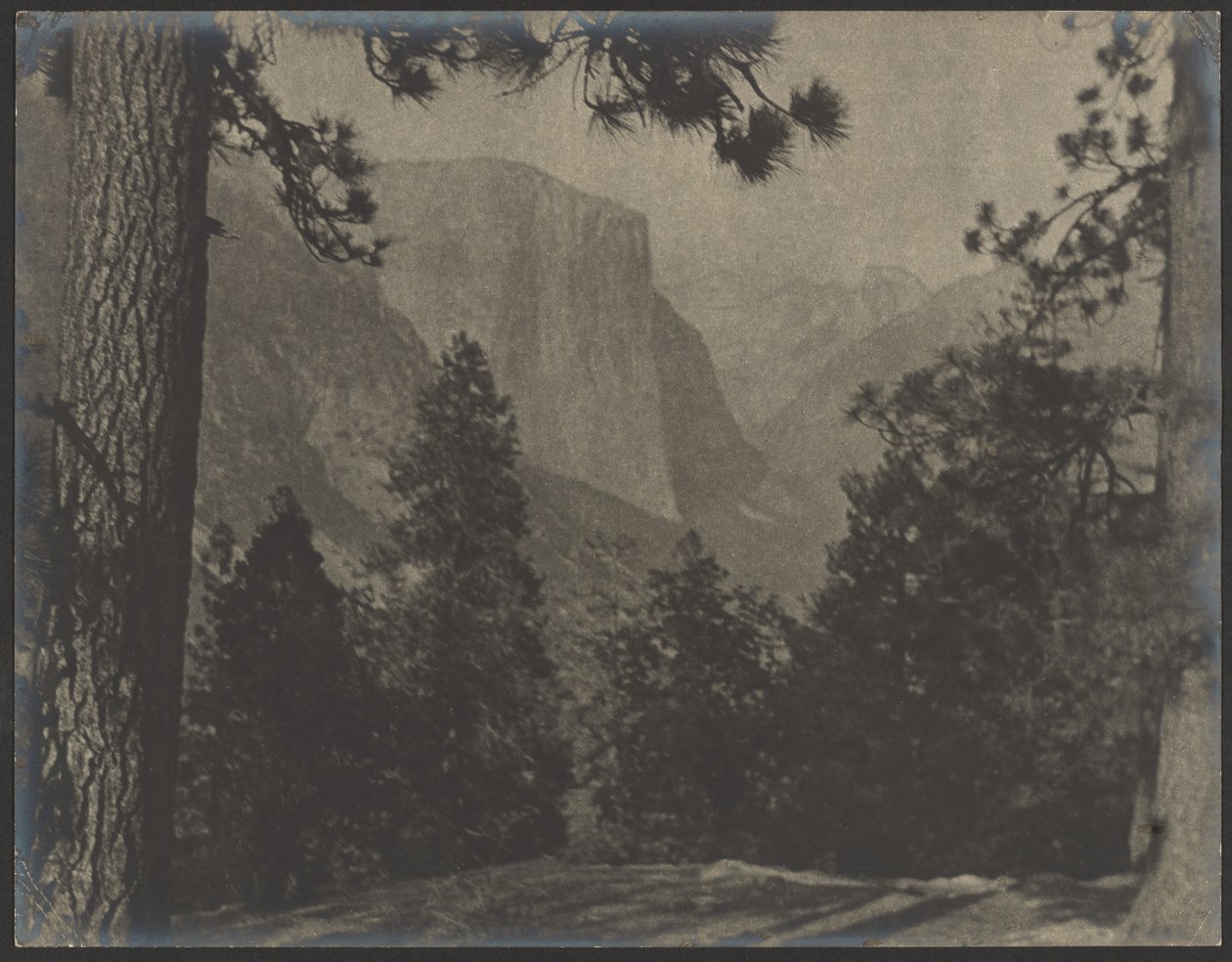 Yosemite, door de dennen door Louis Fleckenstein