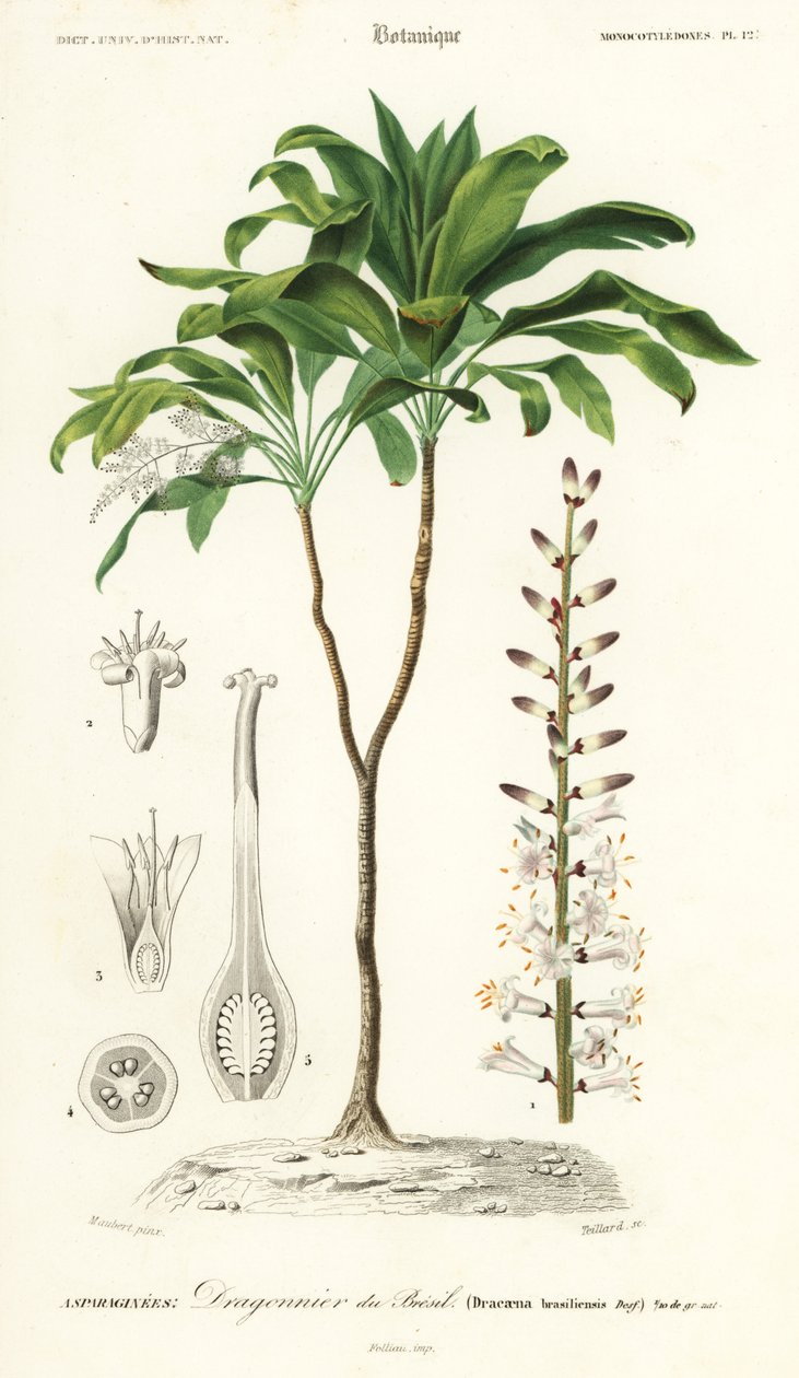 Cordyline fruticosa door Louis Joseph Edouard Maubert