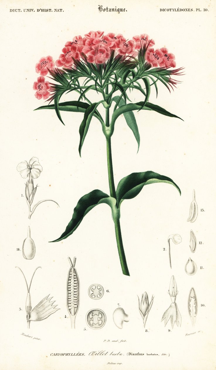 Duizendschoon, Dianthus barbatus door Louis Joseph Edouard Maubert