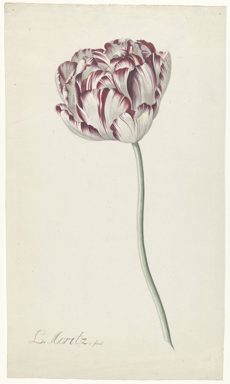Tulp door Louis Moritz