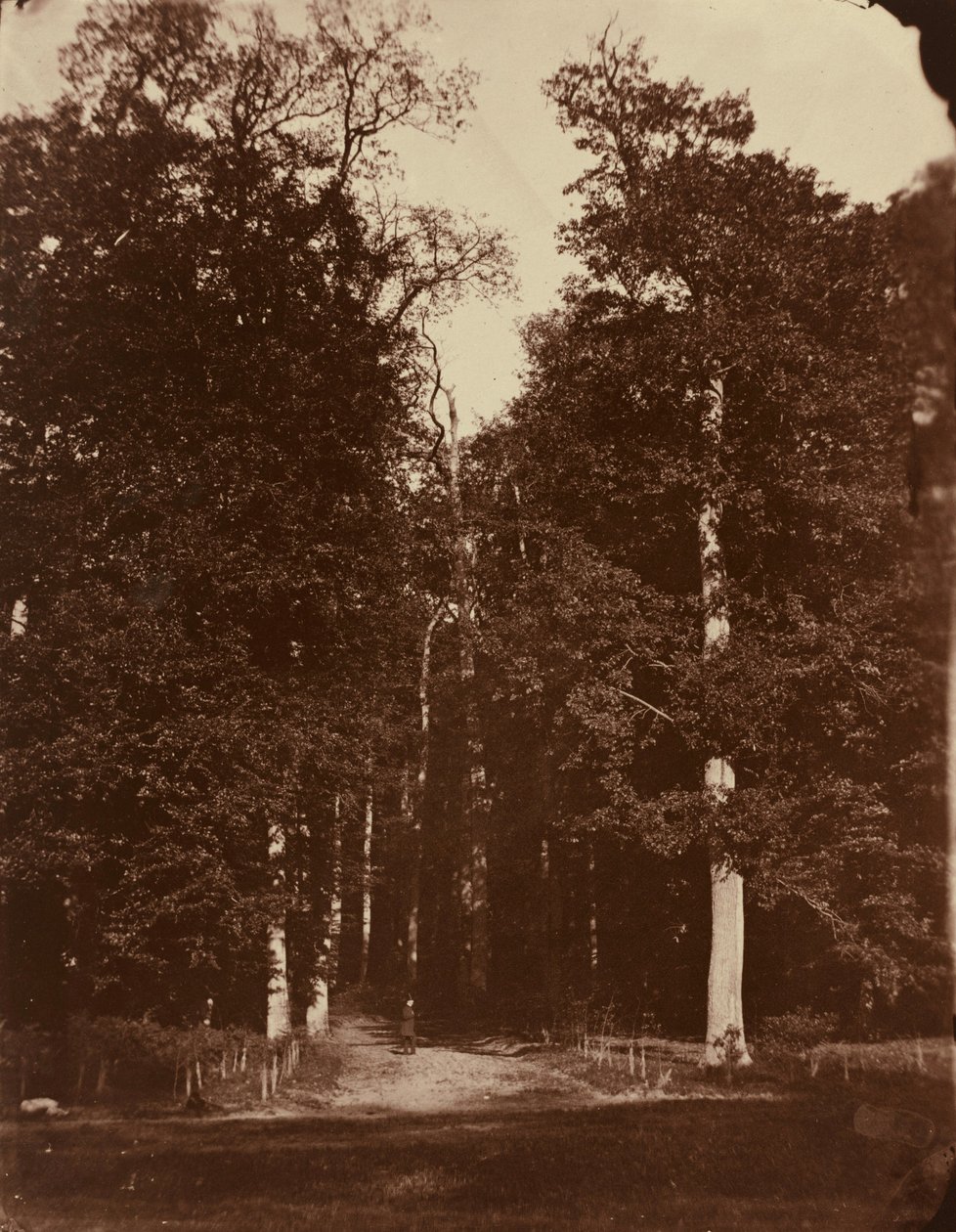 Bos bij Saint-Cloud,1859-1860 (foto) door Louis Rémy Robert