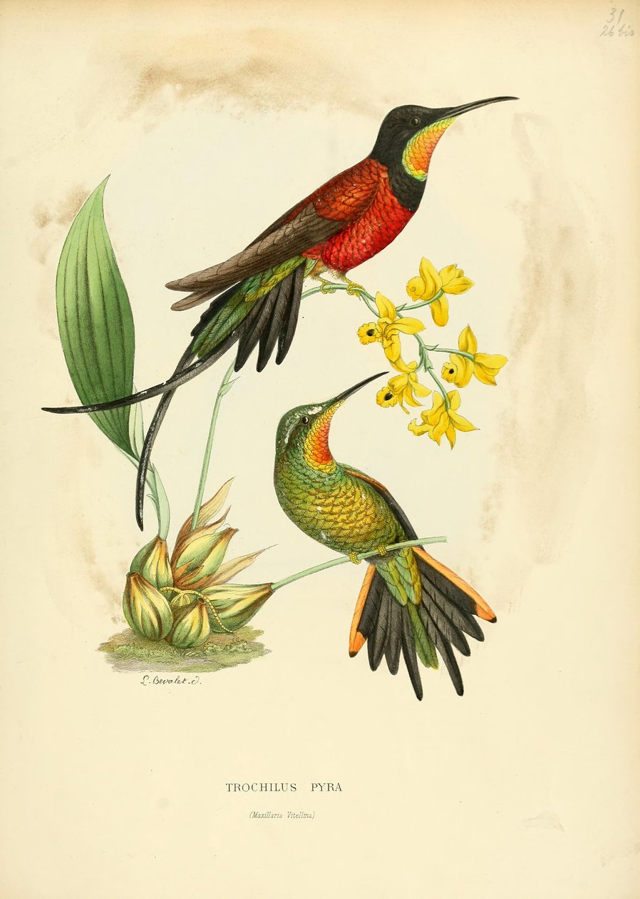 Trochilus pyra = Topaza pyra door Louis Victor Bevalet