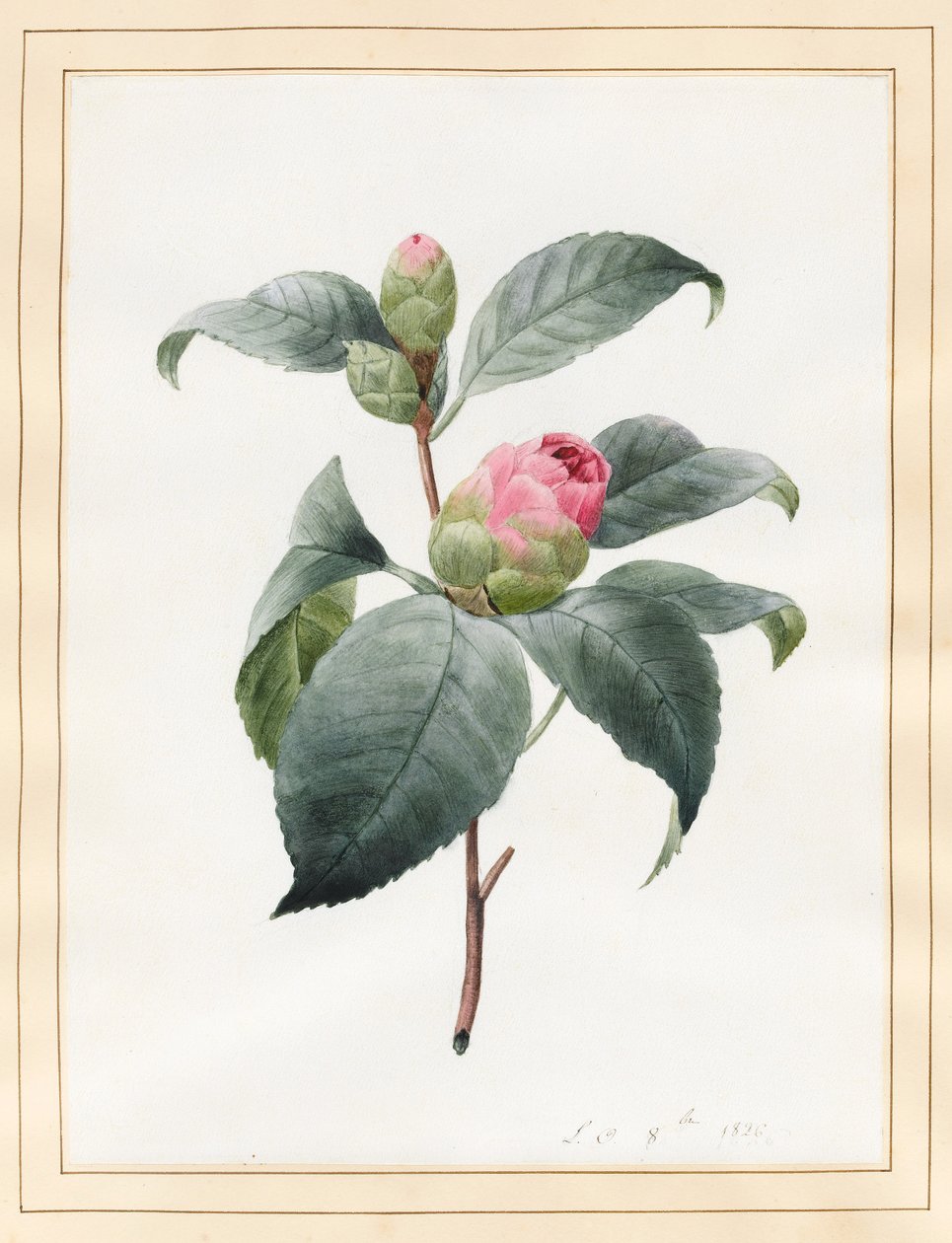 Camellia, 1826 door Louise DOrleans