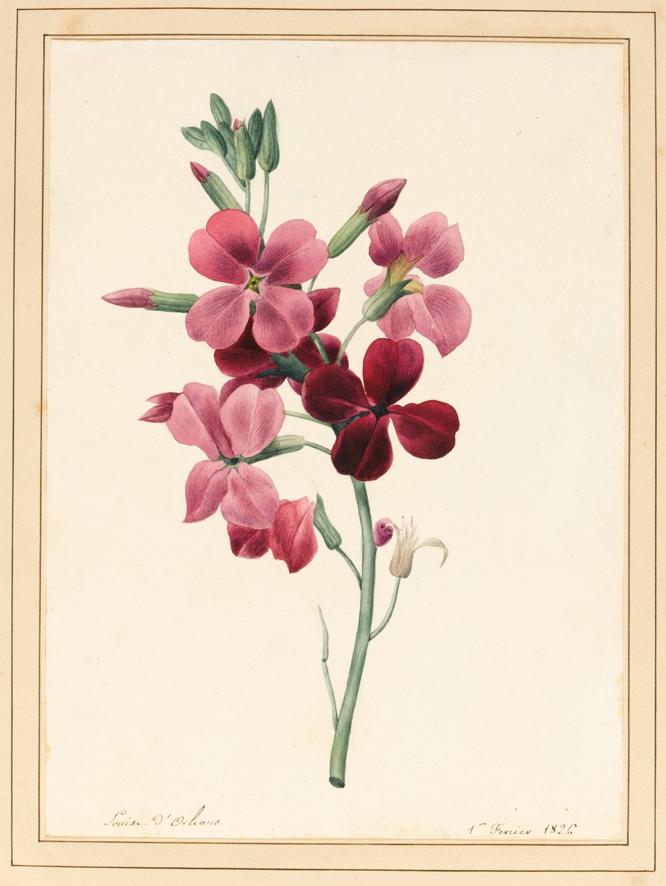 Matthiola, Stock, 1826 door Louise DOrleans