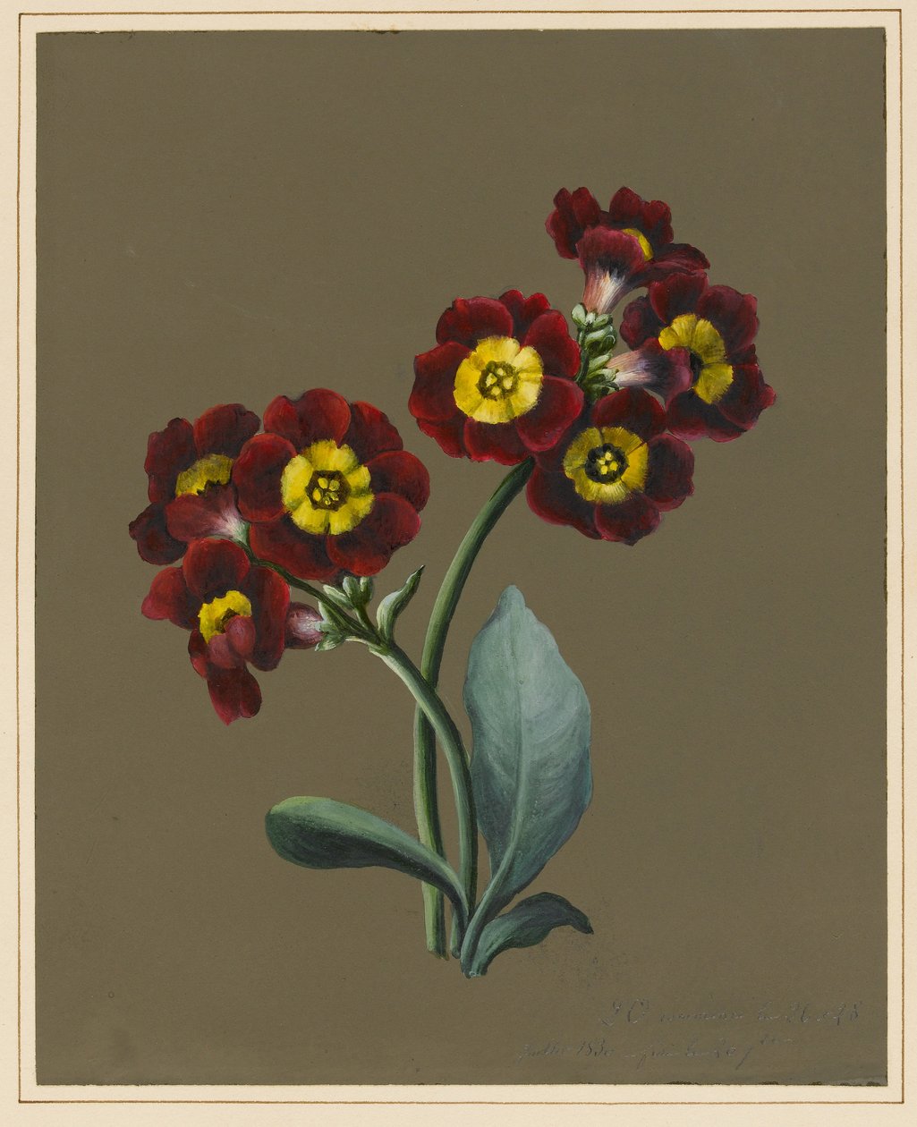 Rode Primula Auricula, 1830 door Louise DOrleans
