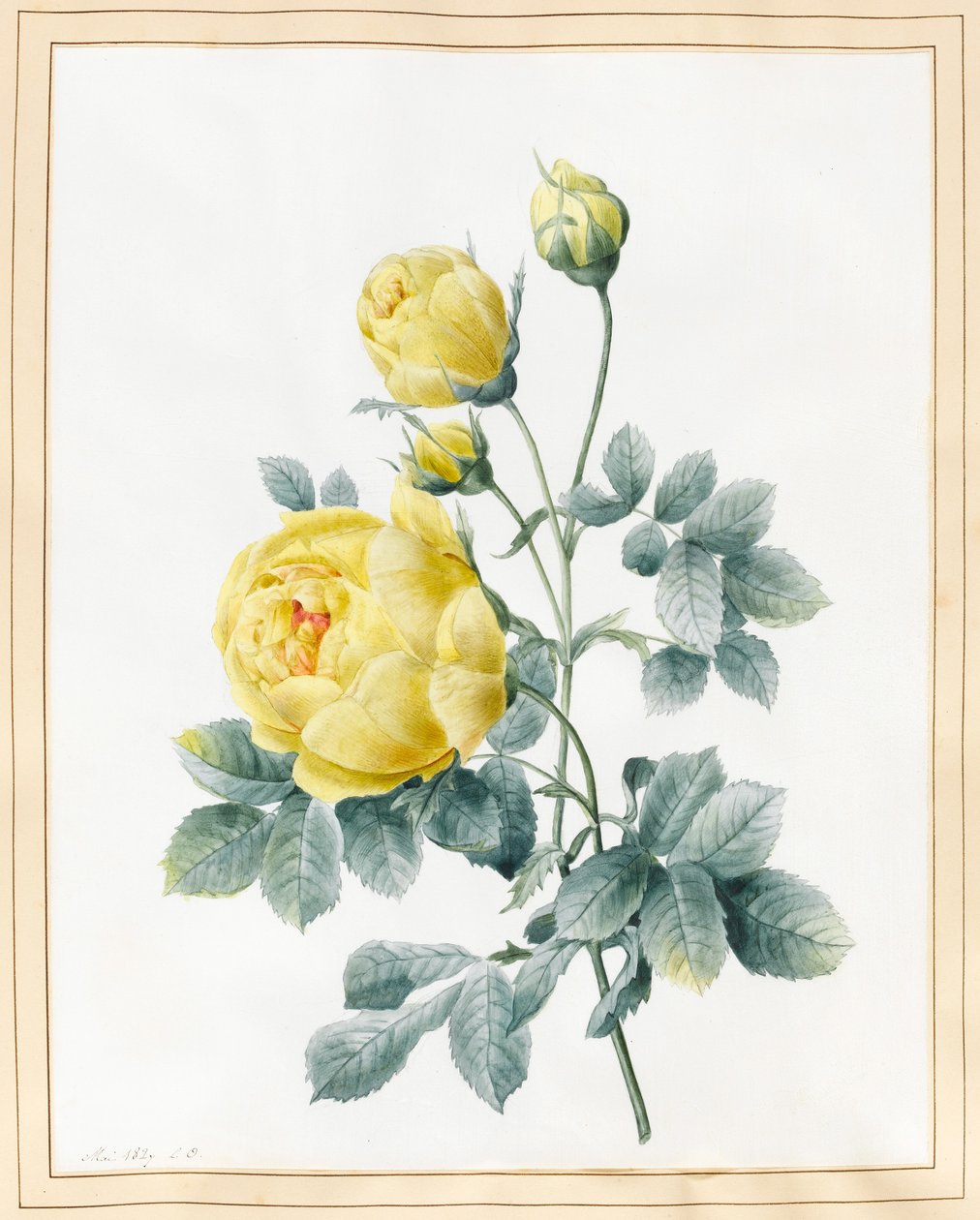 Gele rozen, 1827 door Louise DOrleans