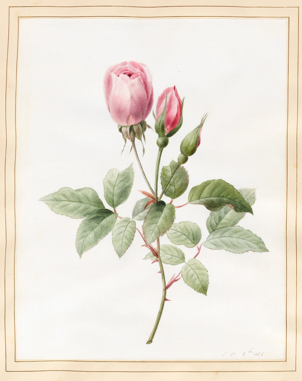 Roze roos en knoppen, 1826 door Louise DOrleans