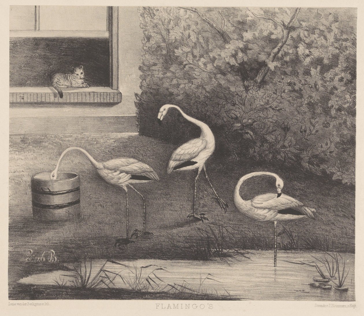 Drie flamingo