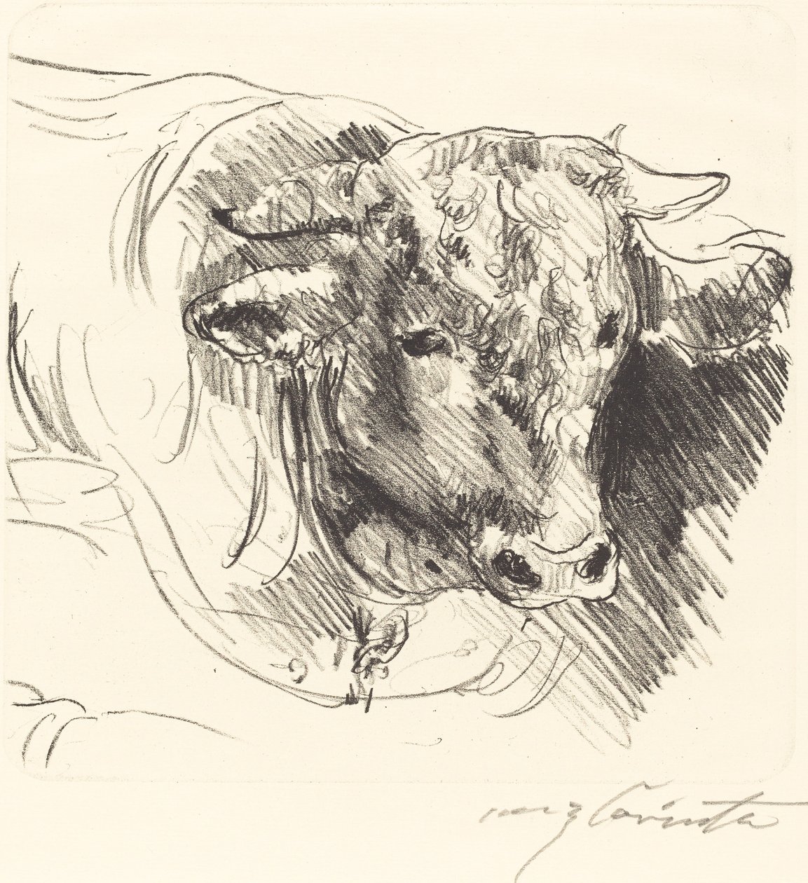 Stierenkop (Stierkopf) door Lovis Corinth